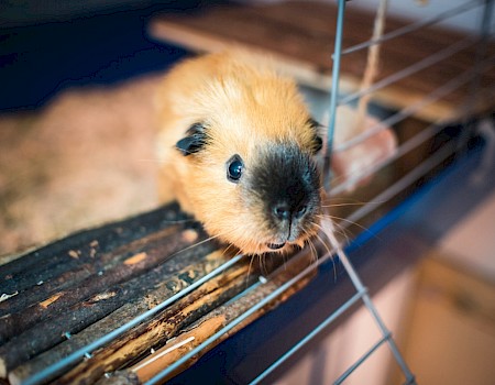 Ruby always has company when she works. Her two guinea pigs Frodo (pictured here) and Clara (the fuzzy one) rustle in the straw next to her desk. (Photo: Michael Orth)