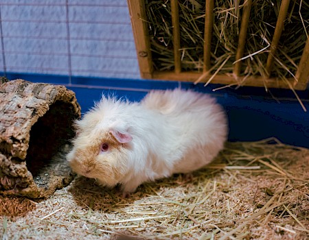 Clara is the more skeptical of the two piggies. (Photo: Michael Orth)