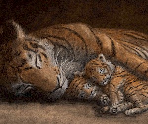 Illustration aus Little Tigers, geschrieben und illustratiert von Jo Weaver, erschienen im Verlag Hodder Children's Books UK, 2019
