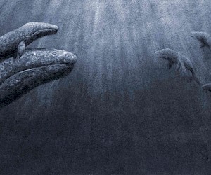 Illustration aus Little Whale, geschrieben und illustriert von Jo Weaver, erschienen im Verlag Hodder Children's Books UK, 2018 ​