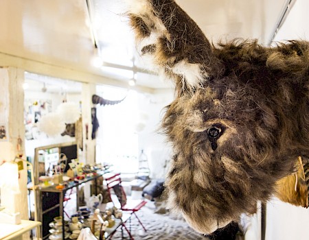 Gentle Mr. Donkey has the perfect view of the "Wunderkammer" (Photo: Michael Orth)