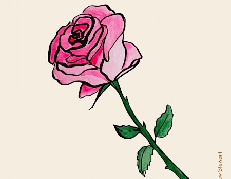 "pink rose"
