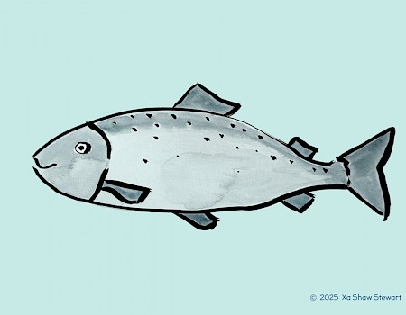 "salmon"