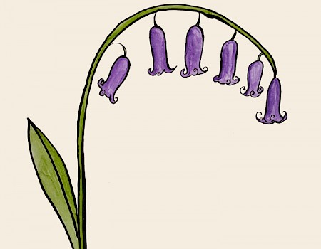 "bluebell"