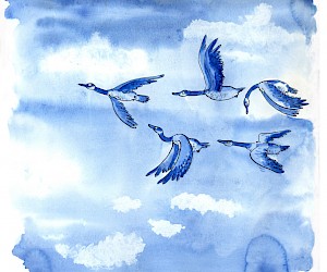 "Kanadische Wildgänse"